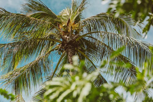 Foto d'estoc gratuïta de coco, natura, tropical