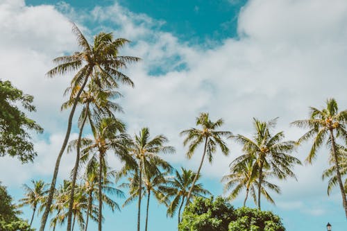 Бесплатное стоковое фото с кокосовые пальмы, низкоугольный выстрел, облака