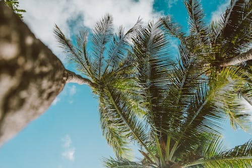 Základová fotografie zdarma na téma kokosové palmy, nízký úhel záběru, palmy