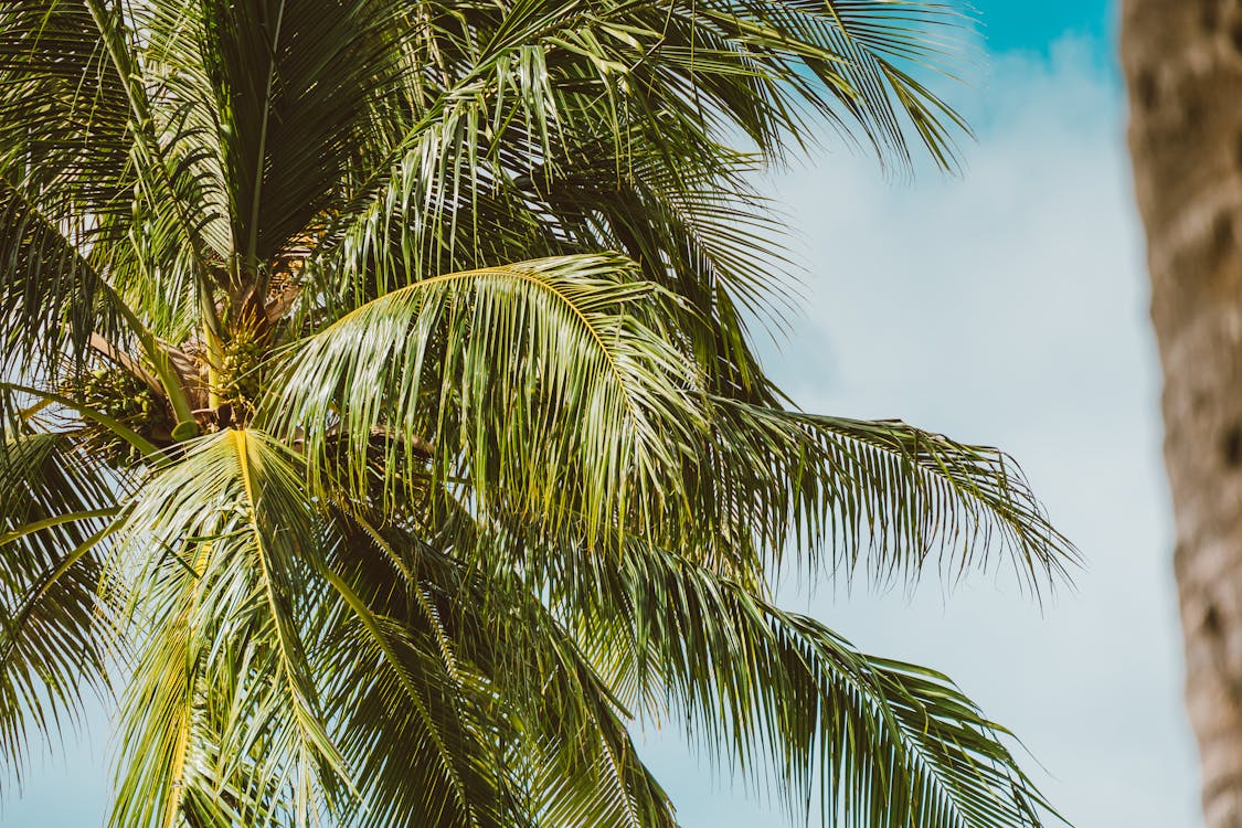 Free Close-Up Shot of a Coconut Tree Stock Photo