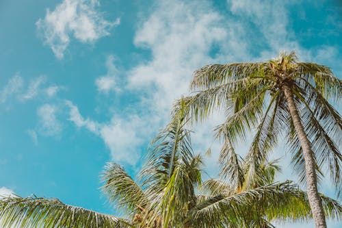 Безкоштовне стокове фото на тему «блакитне небо, кокосові пальми, низькокутовий постріл»