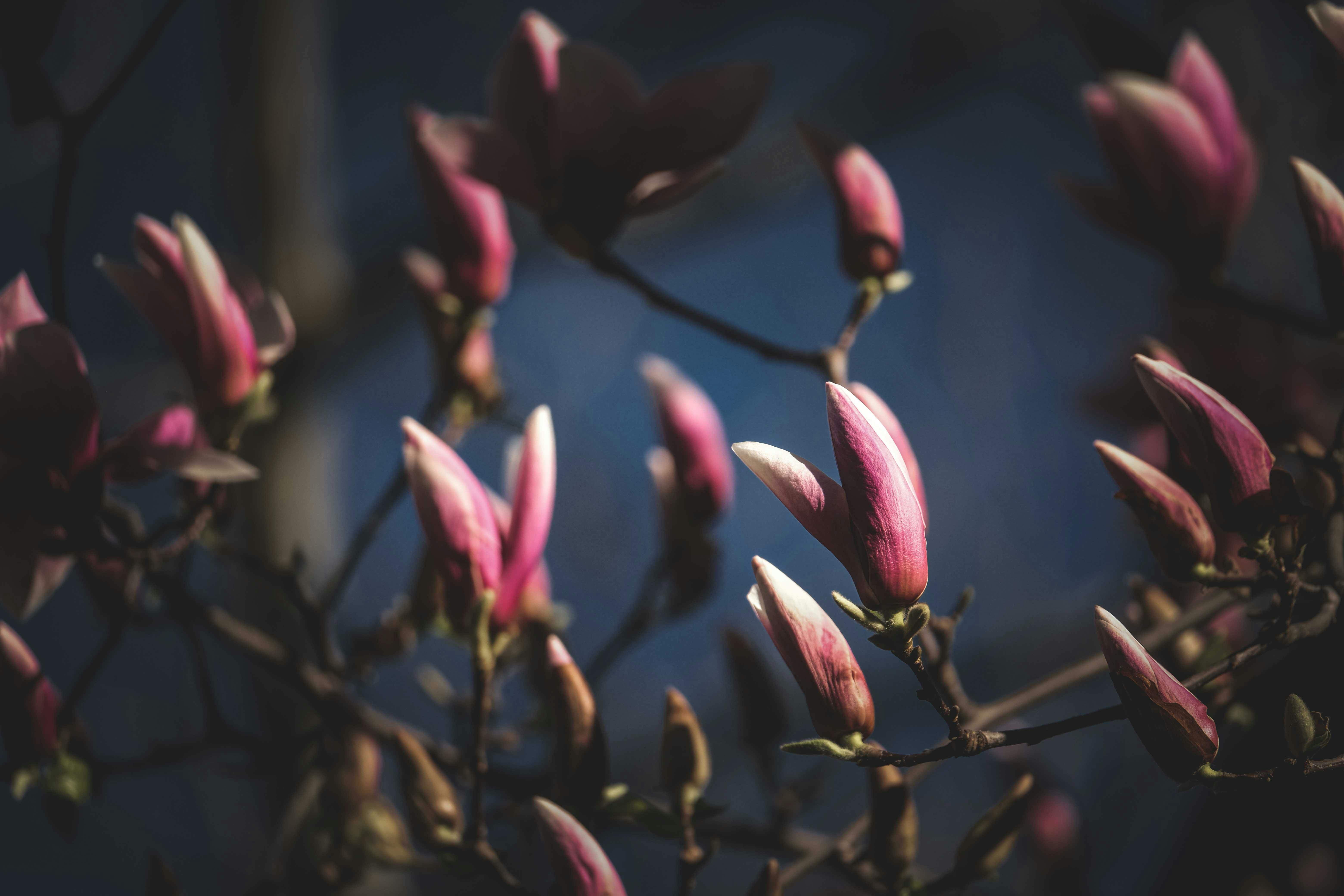 Magnolia’s AAA Hobbies To Close 2026 (Second Half). Iconic Hobby- Craft Emporium — Photo by Francesco Ungaro on Pexels