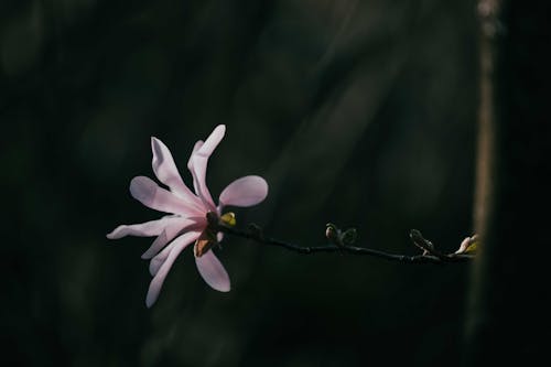 Gratis lagerfoto af blomsterfotografering, blomstermotiv, blomstrende