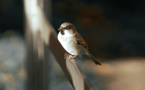 Free High angle side view of little house sparrow with brown feathers on wings perching on wooden fence Stock Photo