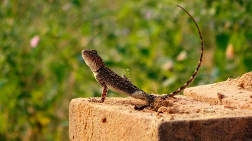 Free Brauner Gecko Stock Photo