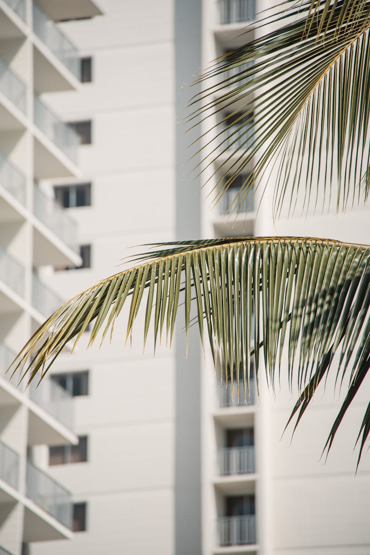 Palm Leaves With Building Background