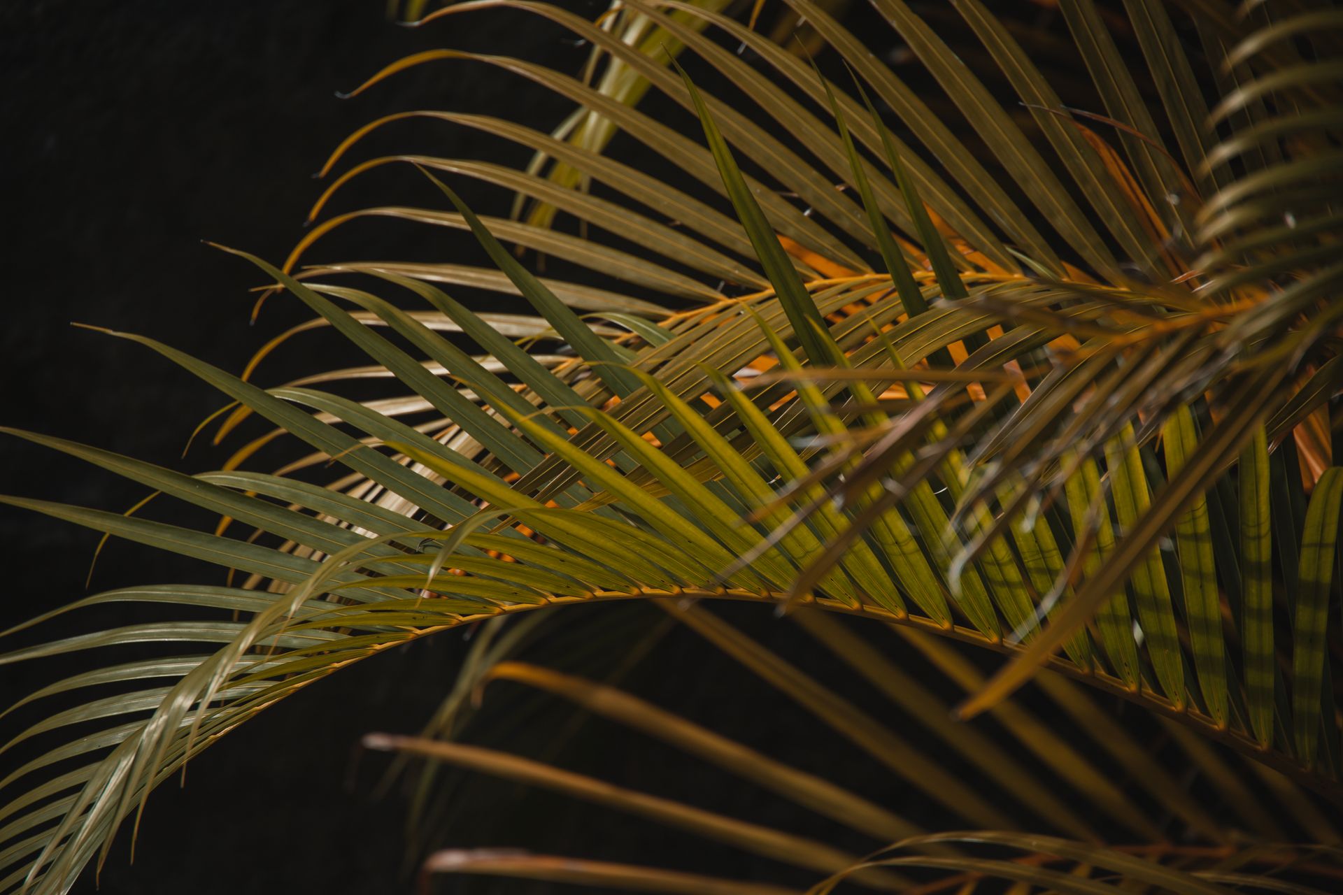 Close-Up Shot of Palm Leaves