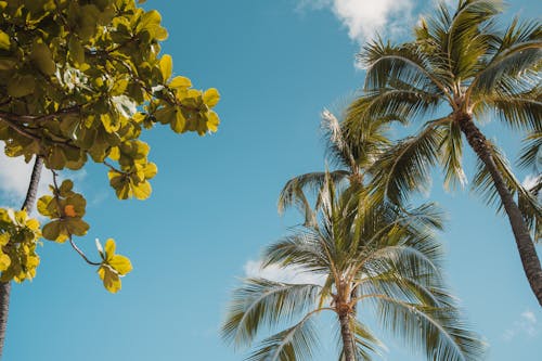 Immagine gratuita di alberi di cocco, natura, palme