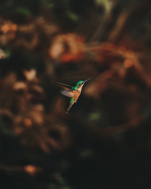 Tiny hummingbird flying against pants in nature