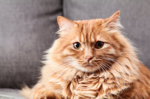 Brown Long Coated Fur Cat