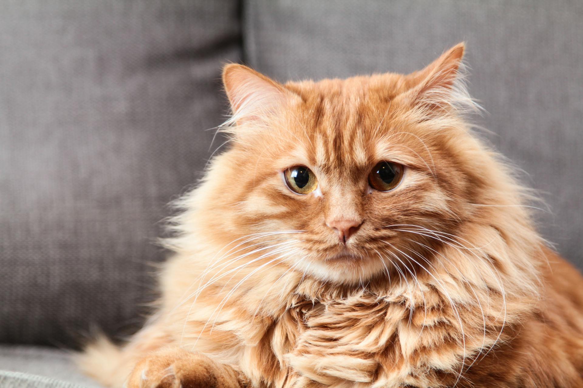 Brown Long Coated Fur Cat