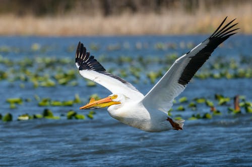 Gratis stockfoto met detailopname, fotografie van vogels, pelikaan Stockfoto