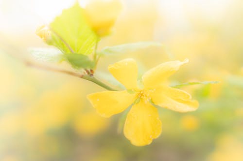 คลังภาพถ่ายฟรี ของ กลมกล่อมสีเหลือง, กลีบดอก, ความงาม