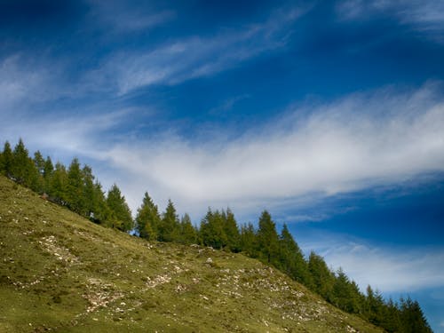 Gratis Pohon Pinus Hijau Di Bawah Langit Biru Yang Jelas Foto Stok