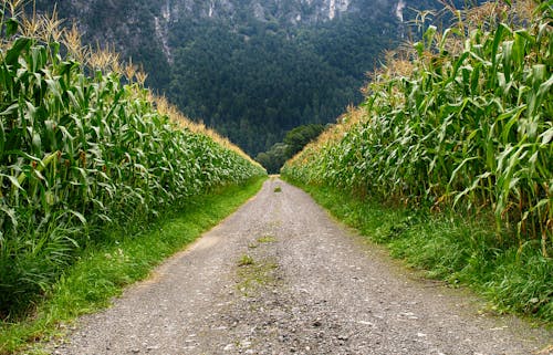 Free Pathway in Middle of Corn Field Stock Photo