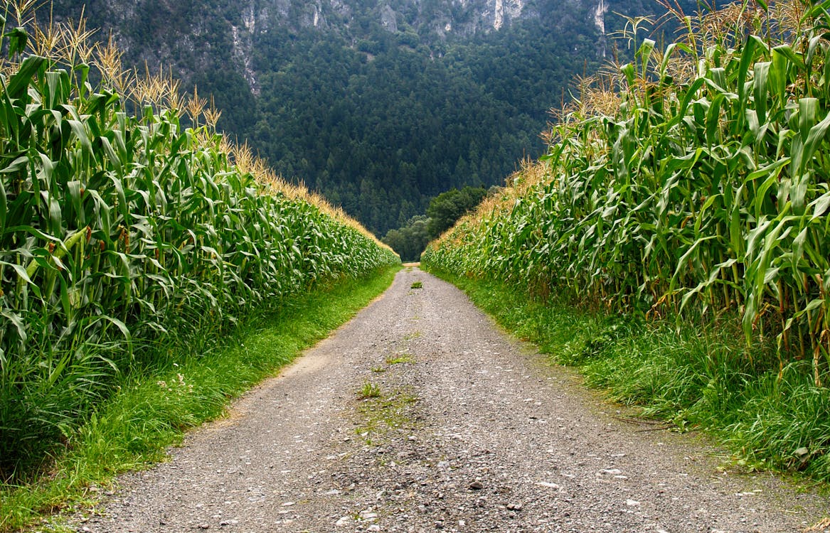 Weg In Der Mitte Des Maisfeldes