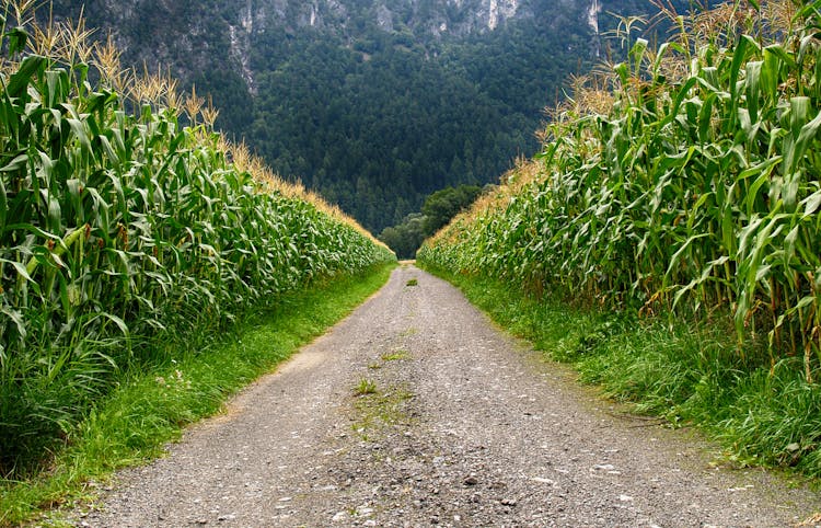 Pathway In Middle Of Corn Field