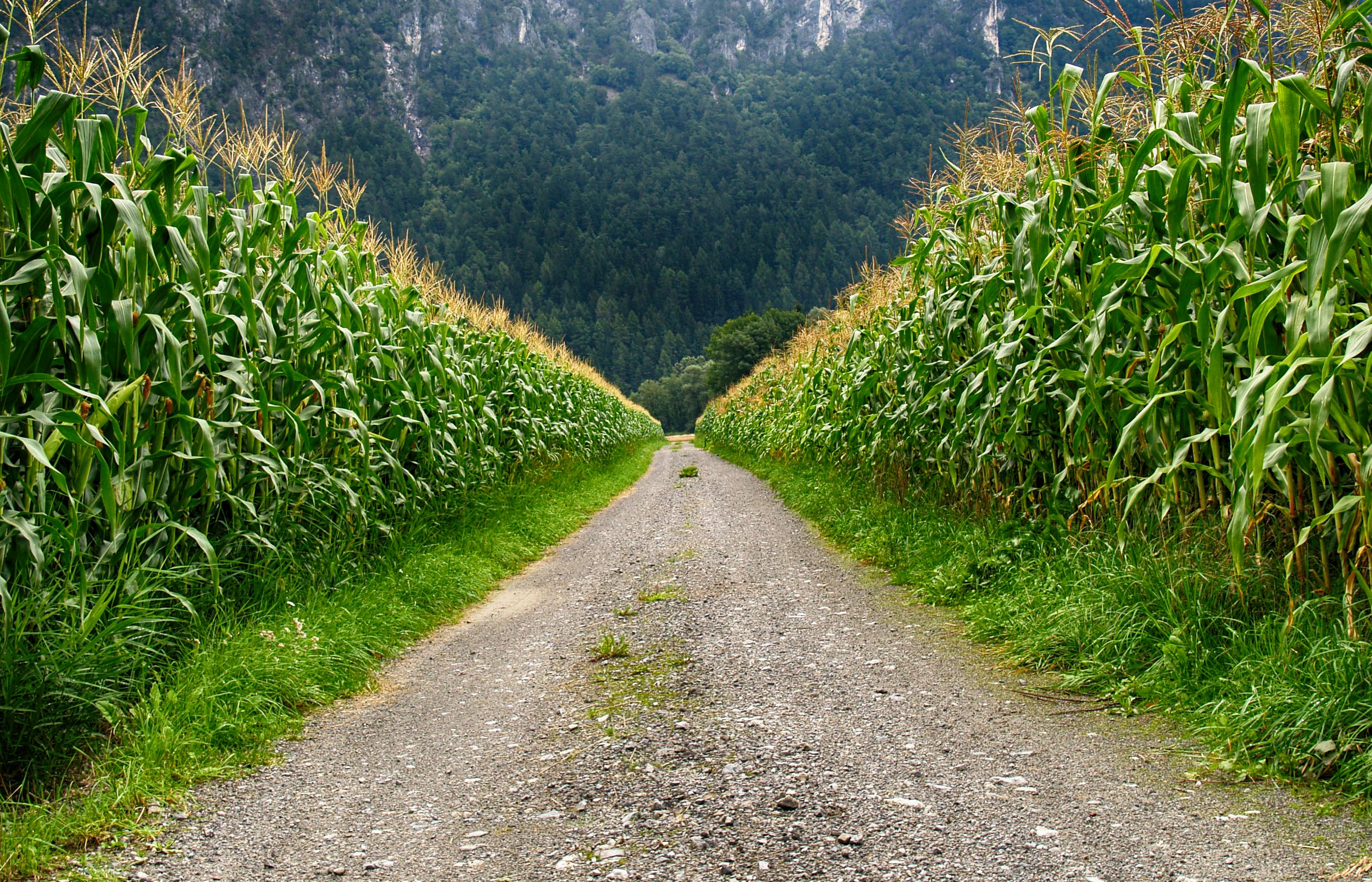 Image result for road through cornfield