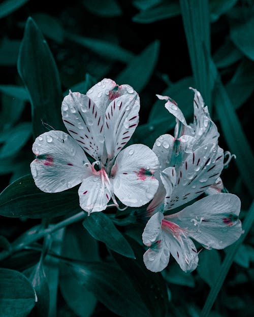 White Flowers with Green Leaves