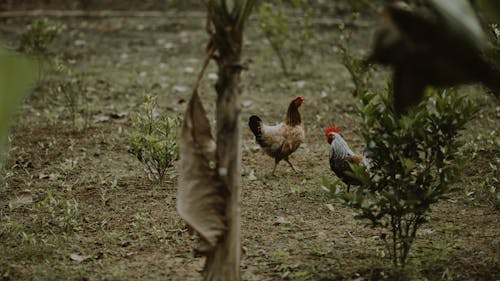 Two Brown Hen and White Rooster Standing Near Green Plants