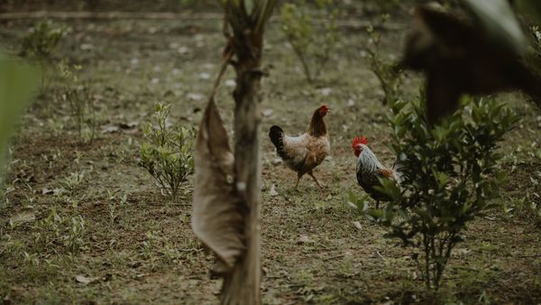 ไก่เป็น