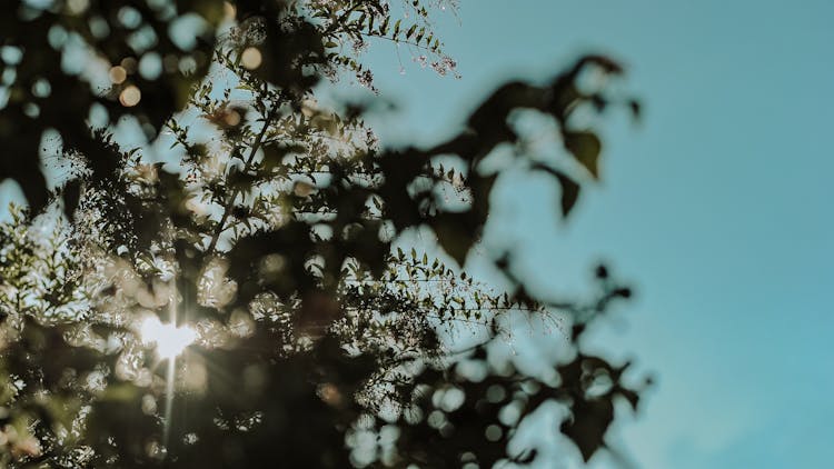 Silhouette Of A Tree Leaves