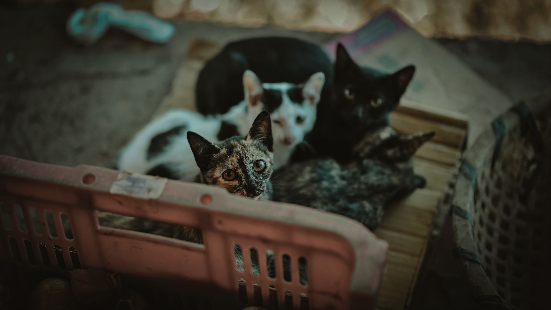 Portrait of a cat at a veterinary clinic