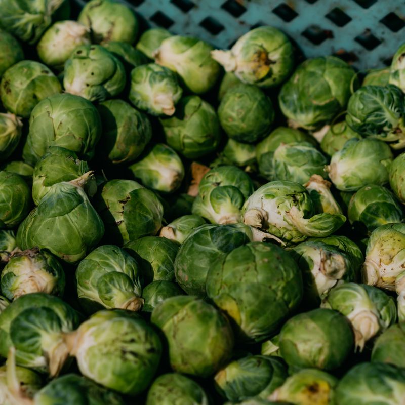 Lebanese Shredded Brussels Sprouts Slaw with Pomegranate Vinaigrette