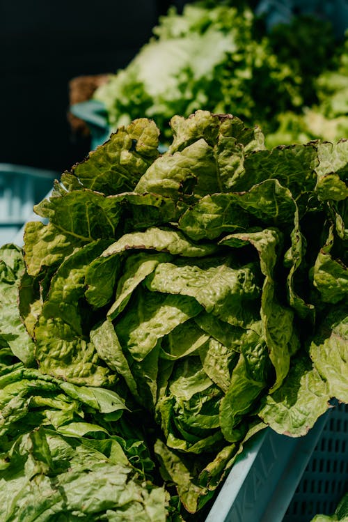 Close-up of a Leafy Green Vegetable