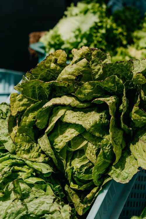 Free Close-up of fresh organic lettuce with a blurred background at an outdoor market stand. Stock Photo