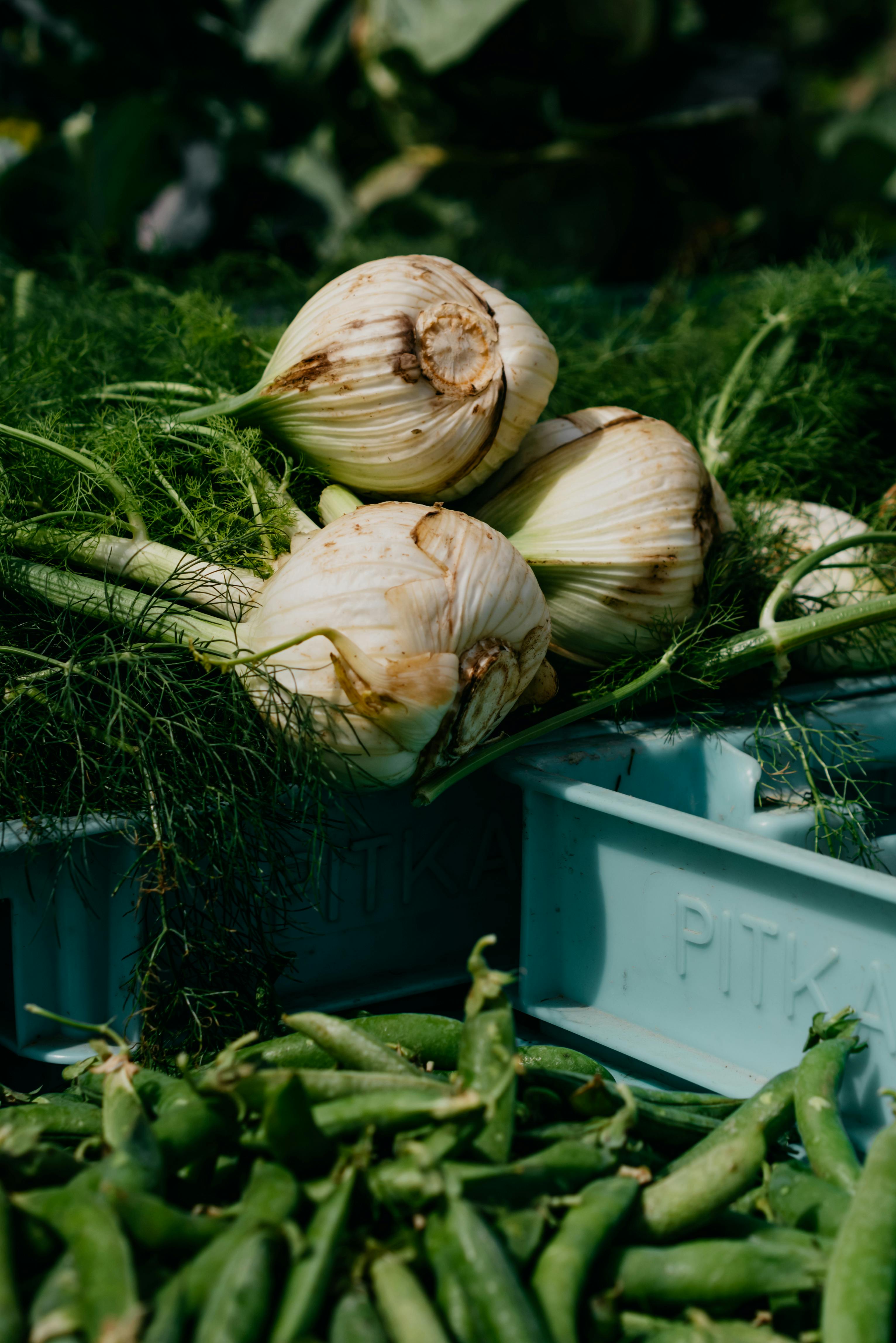 Close-up of fresh fennel bulbs and green peas at a farmer's market, showcasing healthy vegetables.