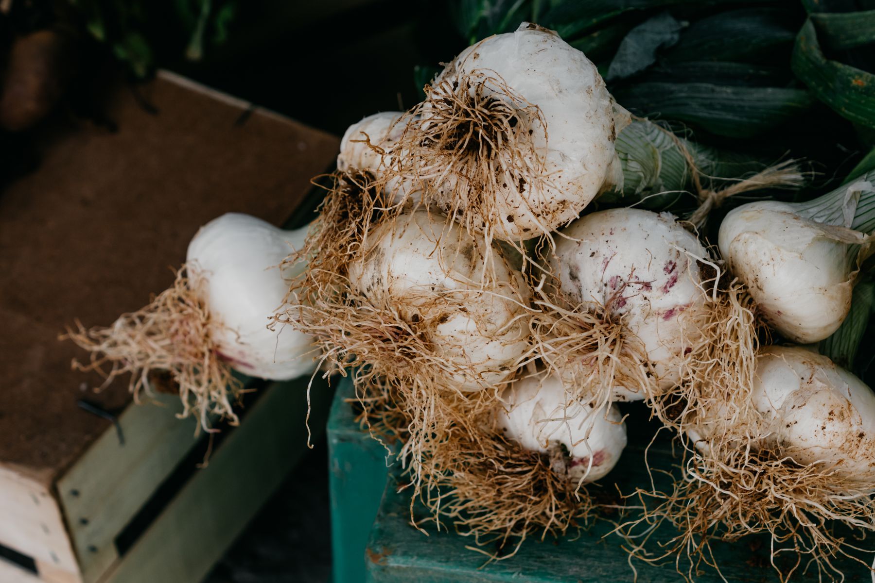 Fresh garlic bulbs with roots