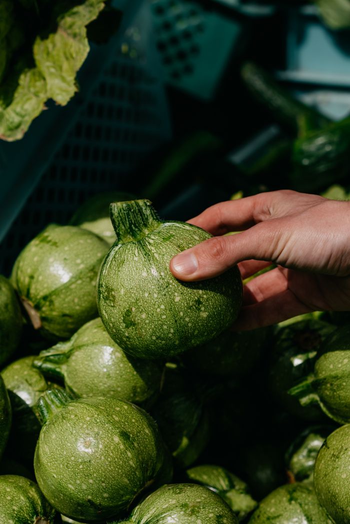 Green Zucchini & Squash