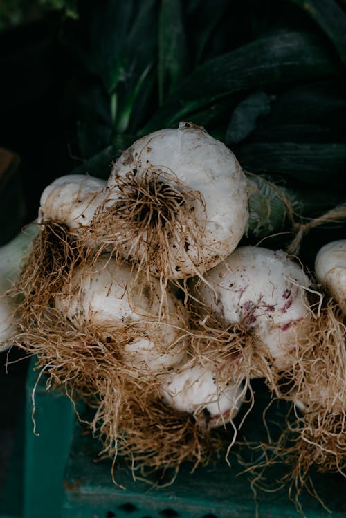 Gratis stockfoto met biologisch, detailopname, fabriceren