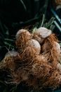 Brown Bird Nest on Green Metal Fence