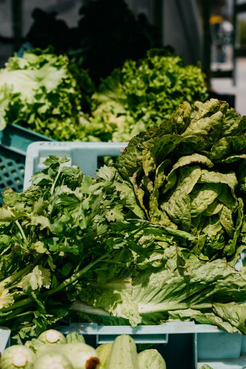 Free Selection of fresh green vegetables, including lettuce and celery, in plastic trays at a market. Stock Photo