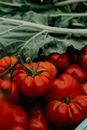 Red Tomato on Green Leaves