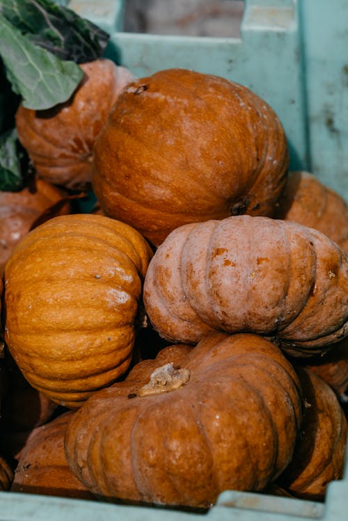 Orange Pumpkins in Plastic Crate