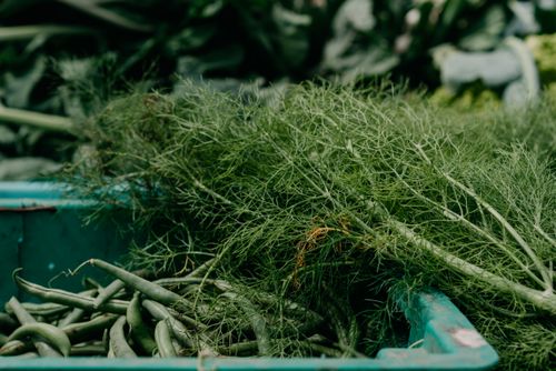 Free Close-up of fresh organic dill and snap peas displayed at a farmers market, highlighting healthy eating. Stock Photo