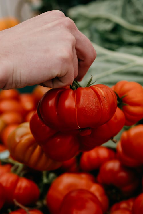 A Person Holding Red Tomatoes