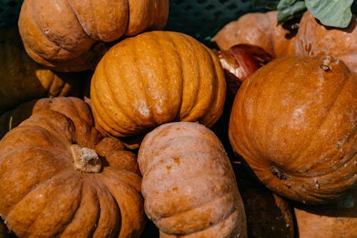 Photo of Big Pumpkins