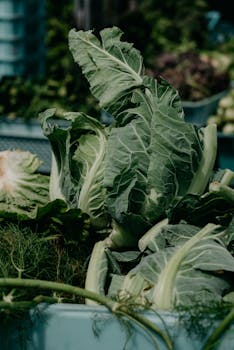 Close-up of fresh cabbage leaves with blurred background, showcasing healthy green vegetables.