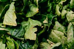 Close-up of fresh spinach leaves highlighting their vibrant green texture.