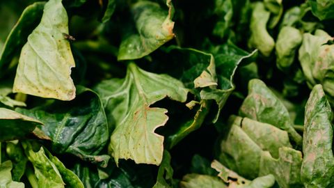 Close-up of fresh spinach leaves highlighting their vibrant green texture.