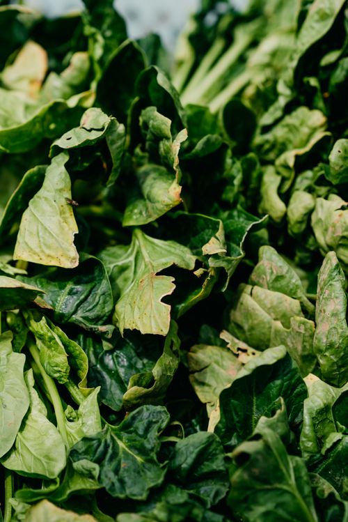 Free Close-up of fresh spinach leaves highlighting their vibrant green texture. Stock Photo