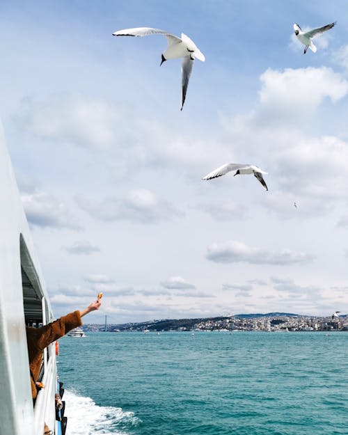 Seagulls Flying Beside a Boat