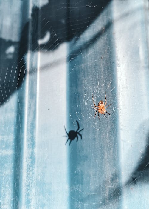 거미, 거미류, 그림자의 무료 스톡 사진