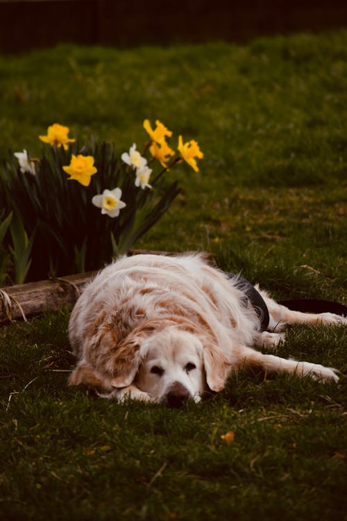 Gratis Foto stok gratis anjing, anjing golden retriever, berbulu Foto Stok