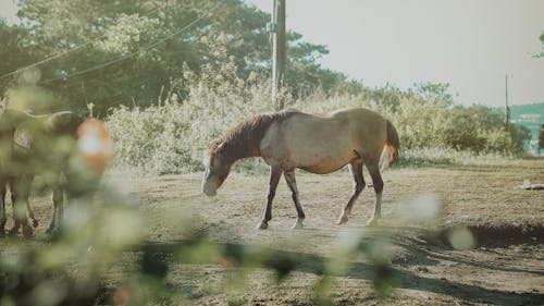 бесплатная Коричневые лошади Стоковое фото