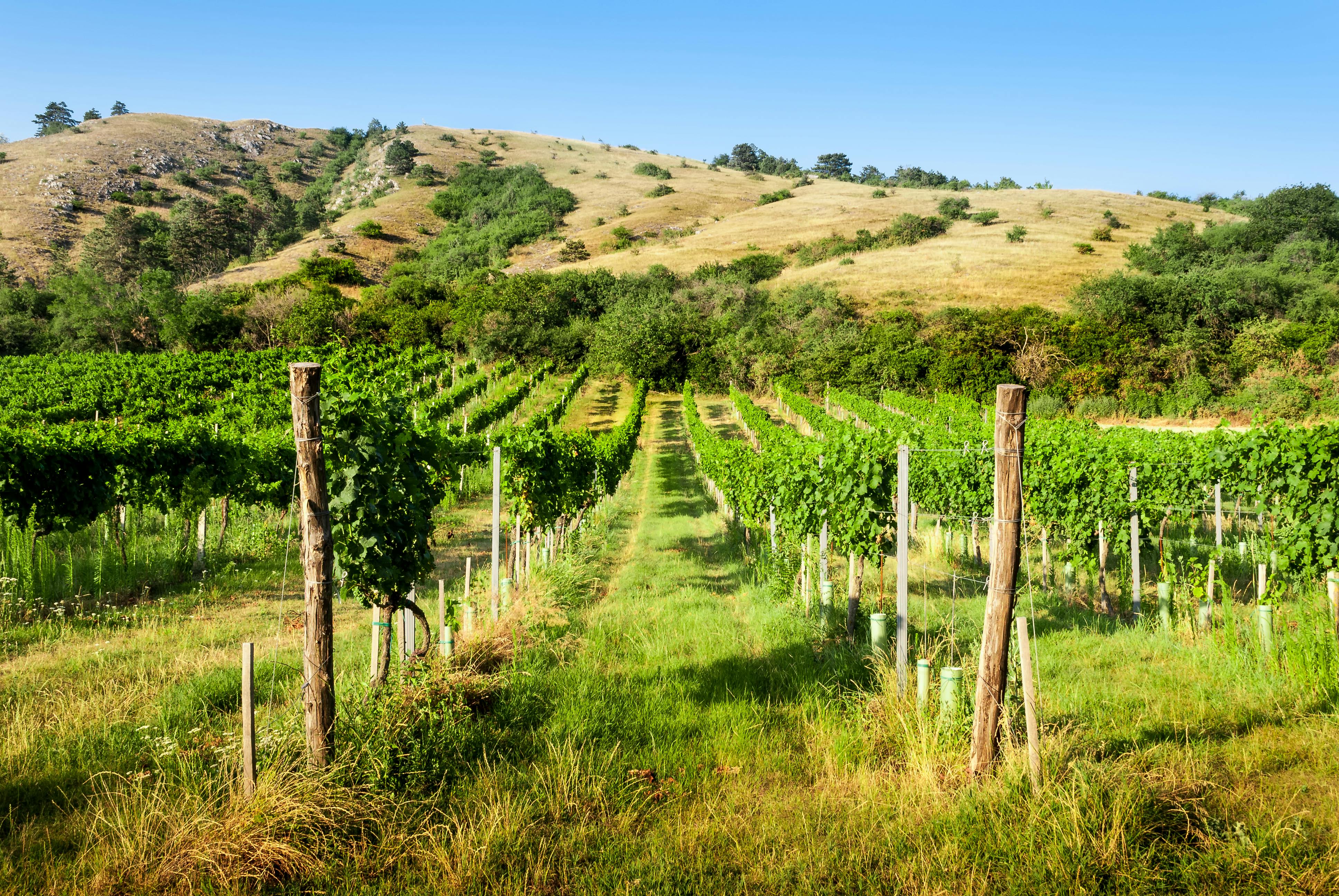 Free A Vineyard in the Valley Stock Photo